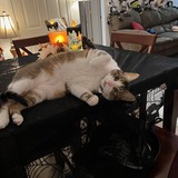 Entry image for Knobie 