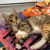 Entry image for Athena