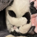 Entry image for Pierre