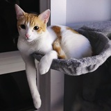 Entry image for Monkey