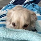 Entry image for Hans So Low