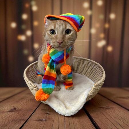 Entry image for Cheeto. Clicking this image will show a larger photo