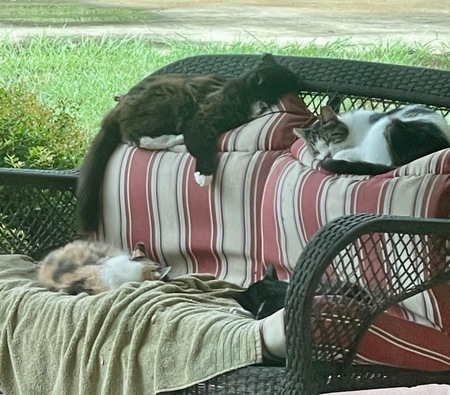 Entry image for Porch Kitty Crew . Clicking this image will show a larger photo