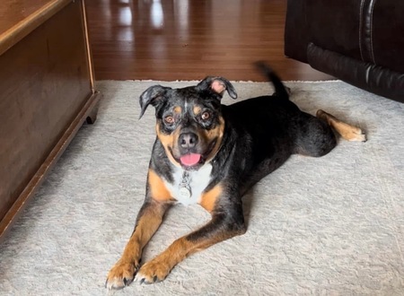 Entry image for Bandit. Clicking this image will show a larger photo