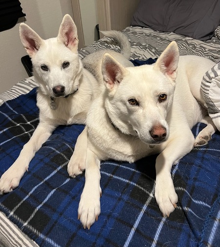 Entry image for Phoebe and Luna. Clicking this image will show a larger photo