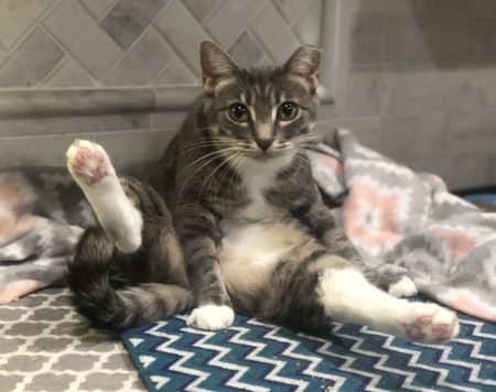 Entry image for Socks. Clicking this image will show a larger photo