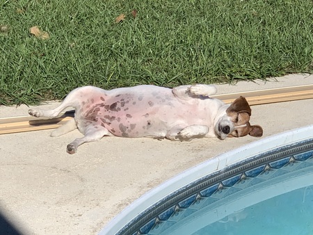 Entry image for Luna. Clicking this image will show a larger photo