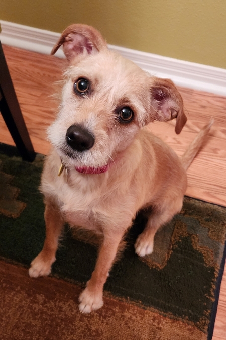 Entry image for Lola . Clicking this image will show a larger photo