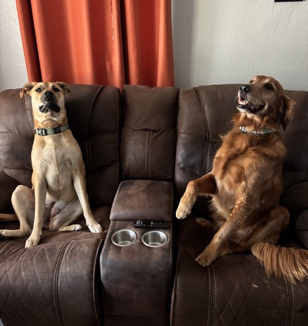 Entry image for Goldie and Bentley . Clicking this image will show a larger photo