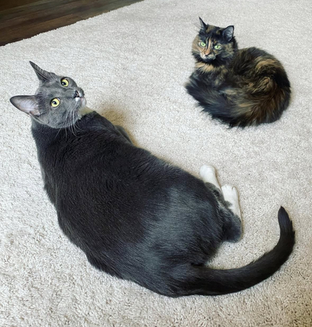 Entry image for Tubby & Binx. Clicking this image will show a larger photo