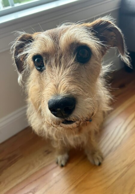 Entry image for Penny. Clicking this image will show a larger photo