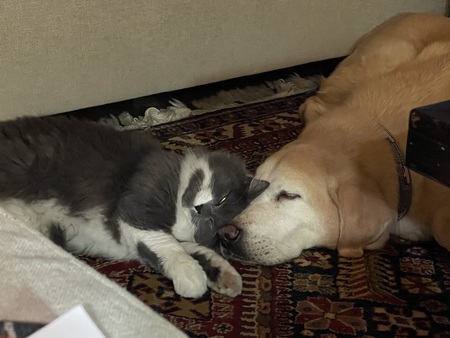 Entry image for Duke and Mochi. Clicking this image will show a larger photo