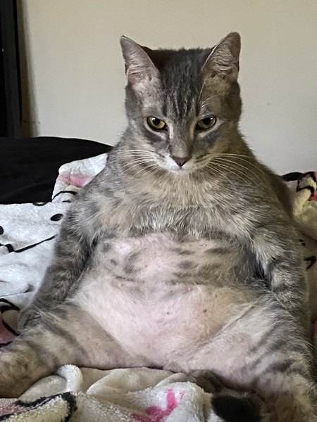 Entry image for Remy. Clicking this image will show a larger photo