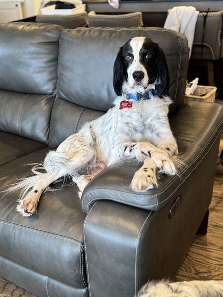 Entry image for Graham . Clicking this image will show a larger photo