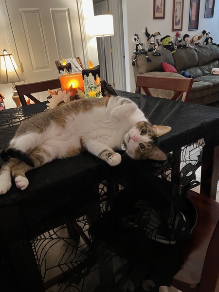 Entry image for Knobie . Clicking this image will show a larger photo