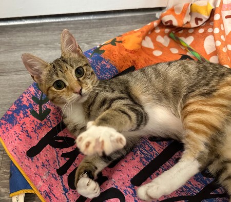 Entry image for Athena. Clicking this image will show a larger photo