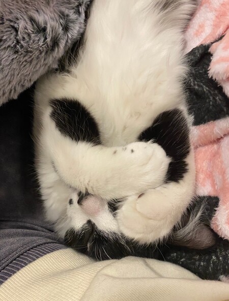 Entry image for Pierre. Clicking this image will show a larger photo