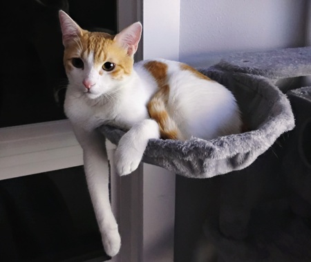 Entry image for Monkey. Clicking this image will show a larger photo