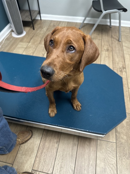 Entry image for Red. Clicking this image will show a larger photo