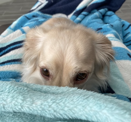 Entry image for Hans So Low. Clicking this image will show a larger photo