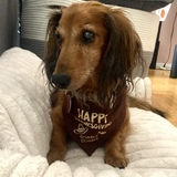 Entry image for Buddy