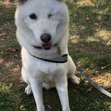 Entry image for Lexi