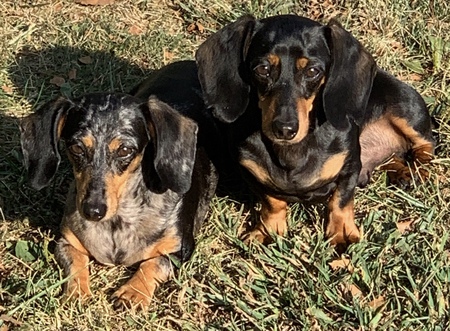 Farbi and Milo