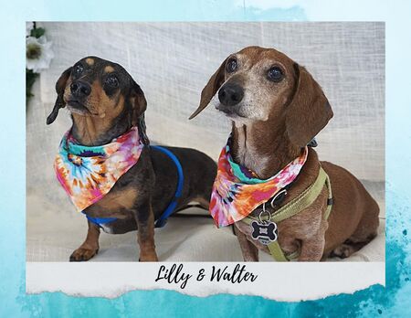 Entry image for Lilly and Walter. Clicking this image will show a larger photo