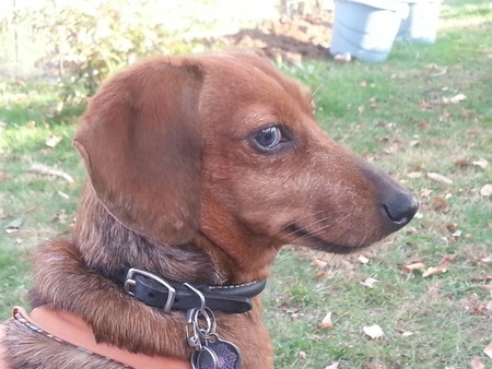 Entry image for Bella. Clicking this image will show a larger photo