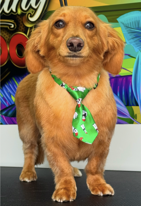 Entry image for MAX. Clicking this image will show a larger photo