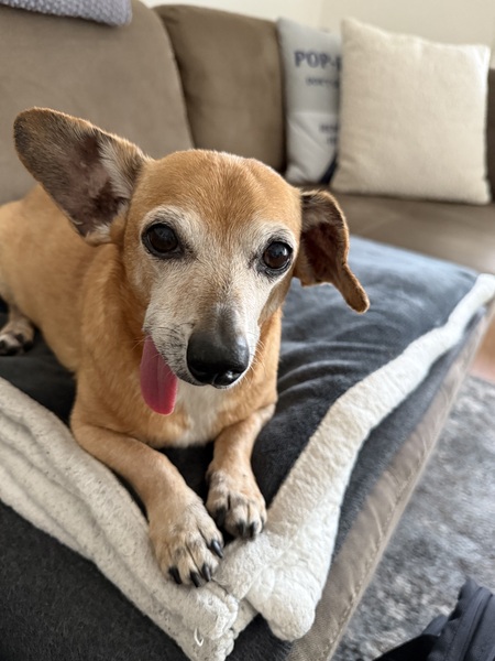 Entry image for Mylo. Clicking this image will show a larger photo