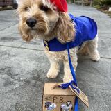 Entry image for Paddington