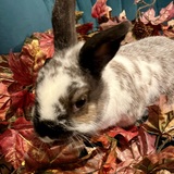 Entry image for Dusty