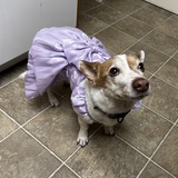 Entry image for Princess Buttercup