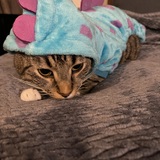 Entry image for Joey 