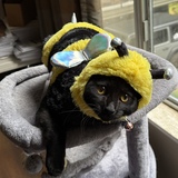 Entry image for Spicey 