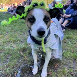 Entry image for Dipper