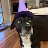 Entry image for Maggie-Dog