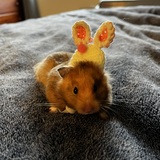 Entry image for Weasley 