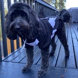 Entry image for Pepper