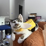 Entry image for Starfy