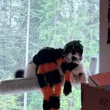 Entry image for Astro