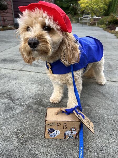 Entry image for Paddington. Clicking this image will show a larger photo