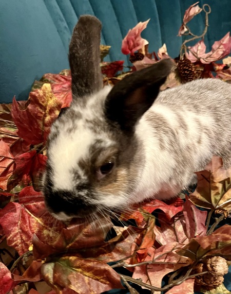 Entry image for Dusty. Clicking this image will show a larger photo