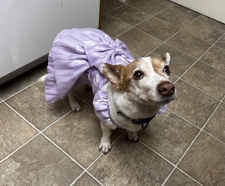 Entry image for Princess Buttercup. Clicking this image will show a larger photo