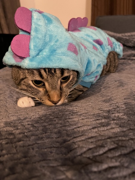 Entry image for Joey . Clicking this image will show a larger photo