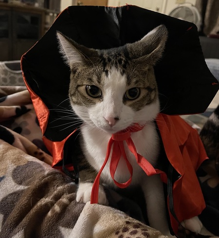 Entry image for Benny aka Big Ben . Clicking this image will show a larger photo