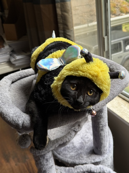 Entry image for Spicey . Clicking this image will show a larger photo