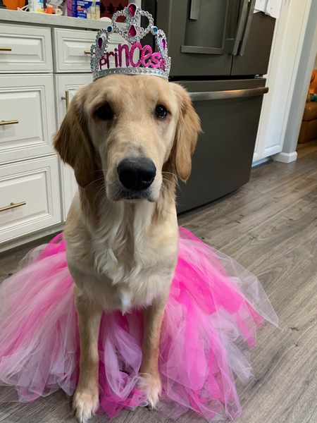 Entry image for Sadie . Clicking this image will show a larger photo