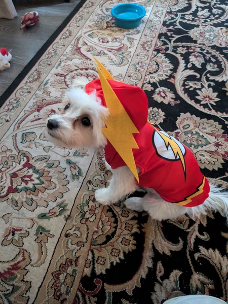 Entry image for Frankie Fallon Husband . Clicking this image will show a larger photo